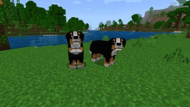 Как выглядят большие собаки 2