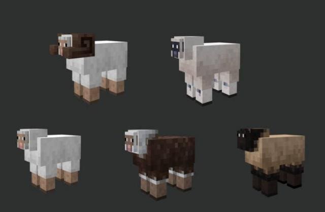 Как выглядят простые овцы