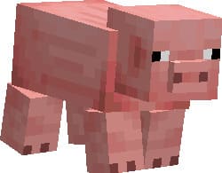 Как выглядит свинья