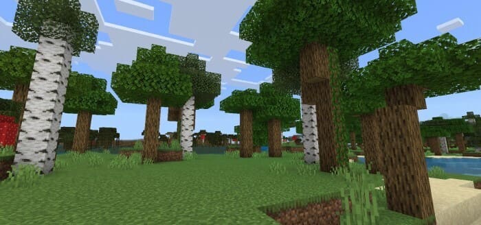 Как выглядят высокие деревья