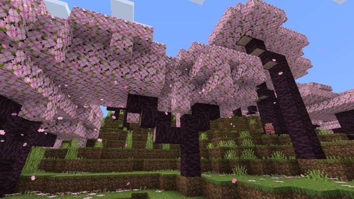 Как выглядит деревья сакуры