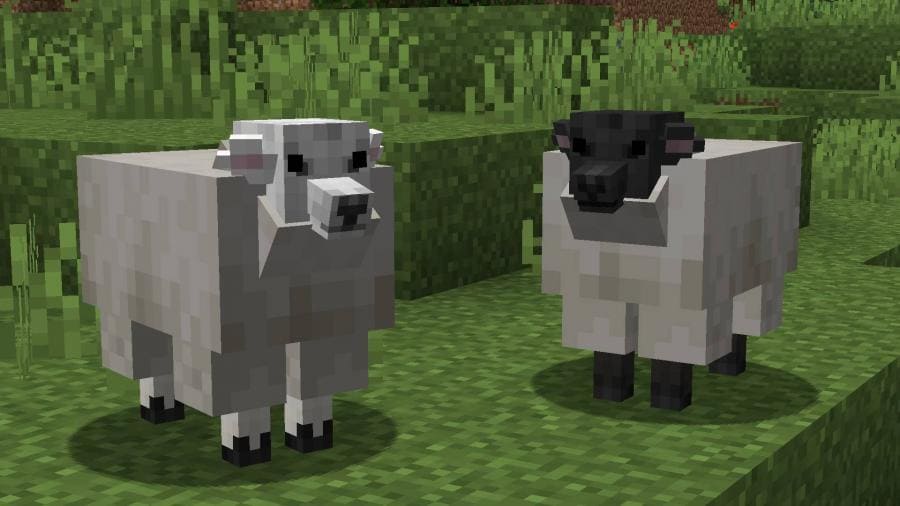 Переработанный вариант овец